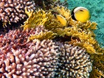 Korallenzauber